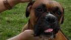Sasha, a boxer rescued by The Cat Network member Maribel S debuts as \'Abraham\' in The Dating Game